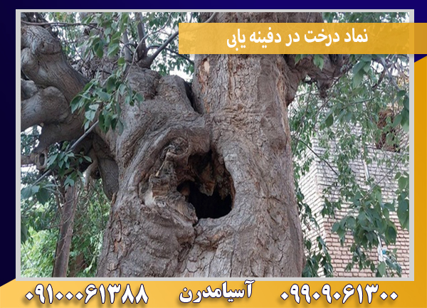 نماد درخت در دفینه یابی